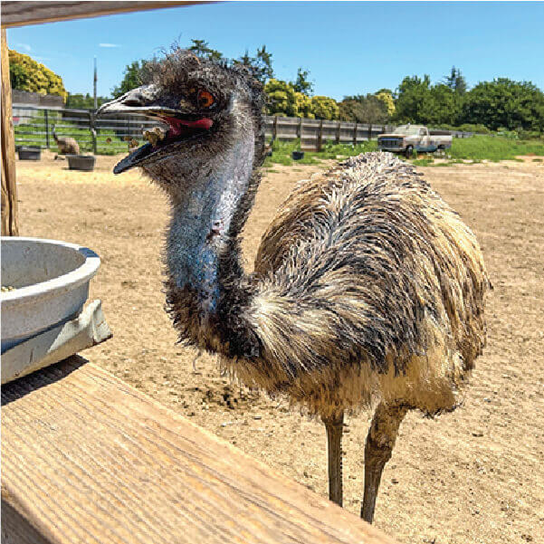 Emu FeedS